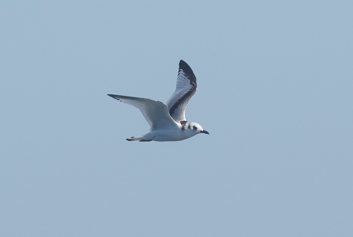 Black-legged Kittiwake - ML262344171