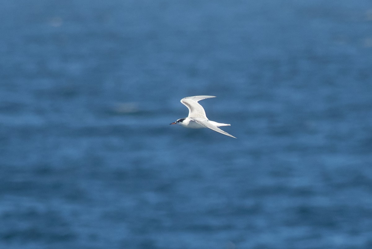 Common Tern - ML262344241