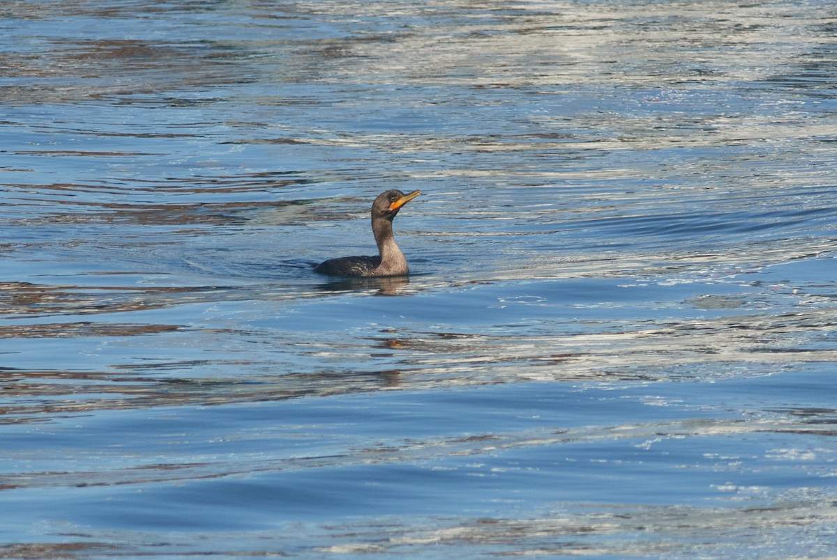 Double-crested Cormorant - ML262344271