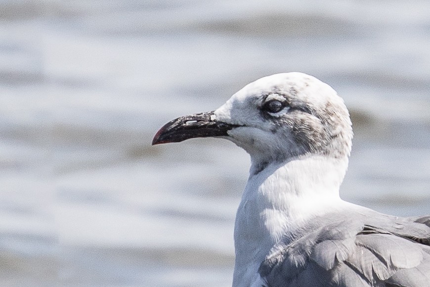 Laughing Gull - ML262344381