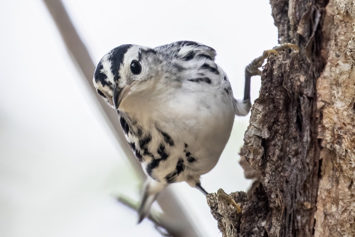 Black-and-white Warbler - Bill Wood