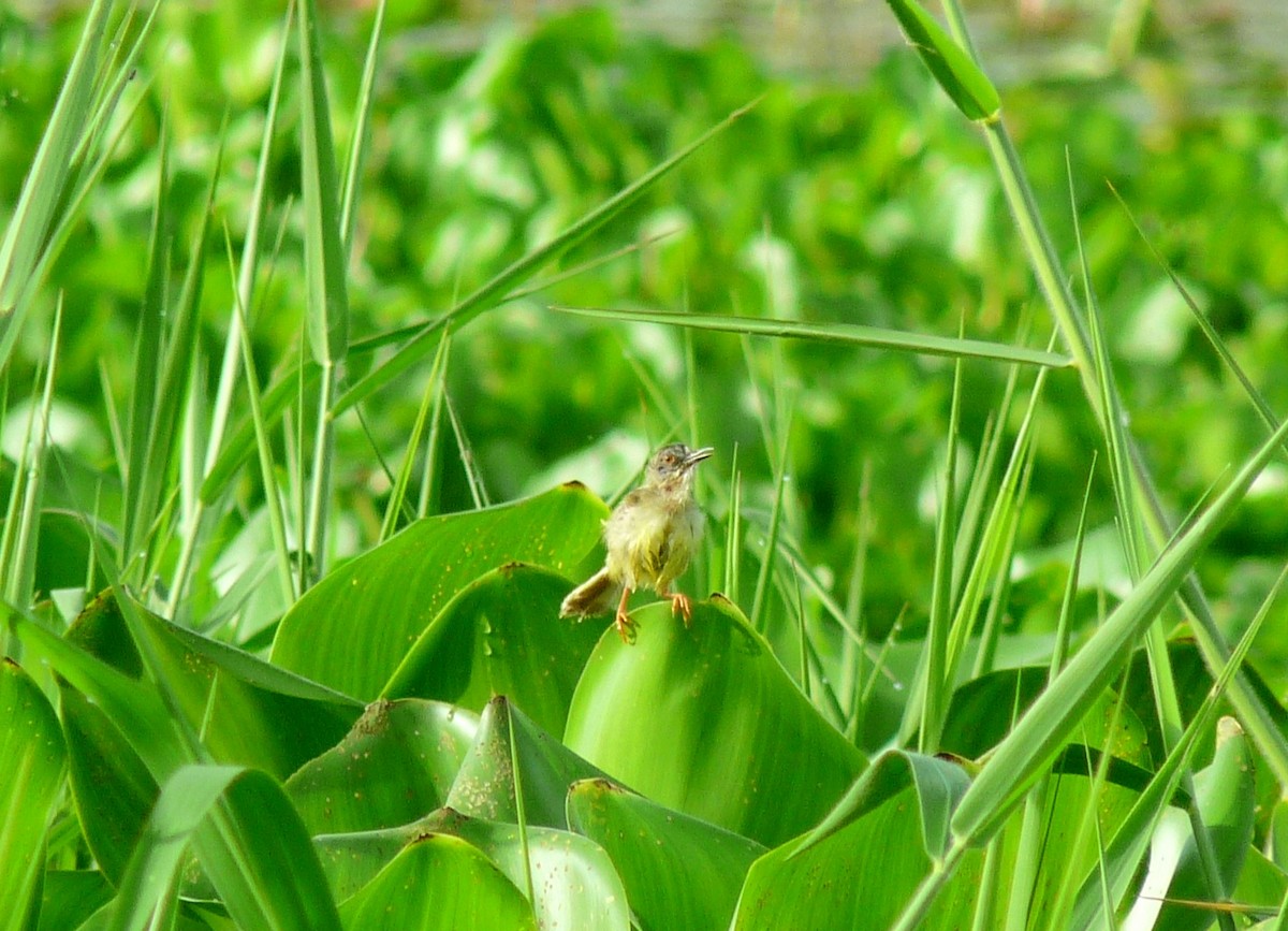 Prinia à ventre jaune - ML262345731