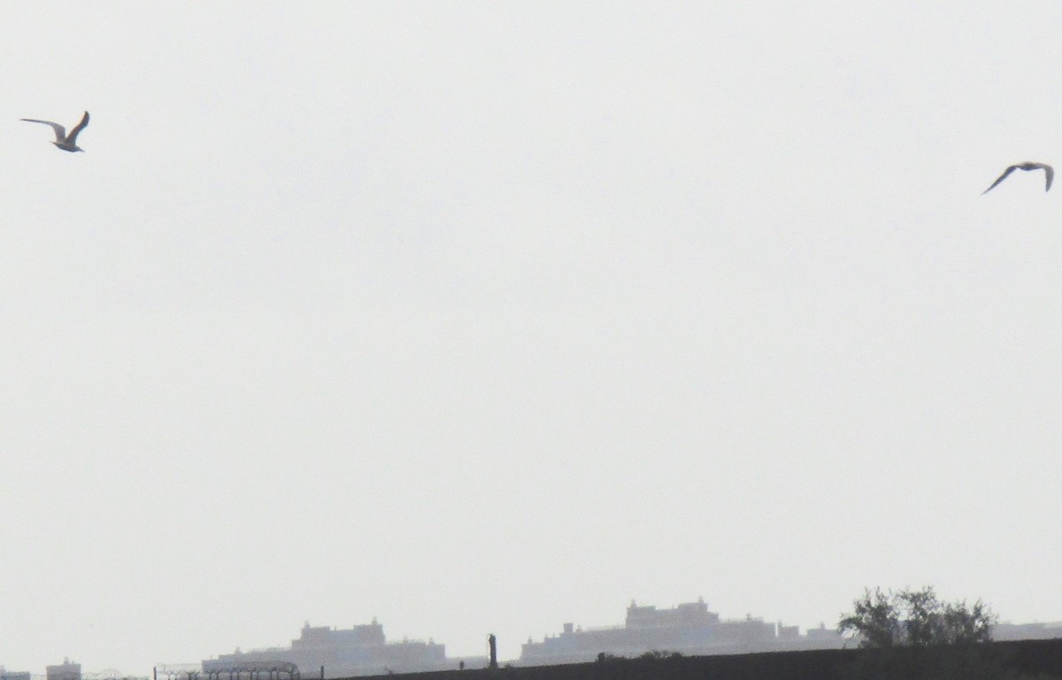 Royal Tern - ML262349241