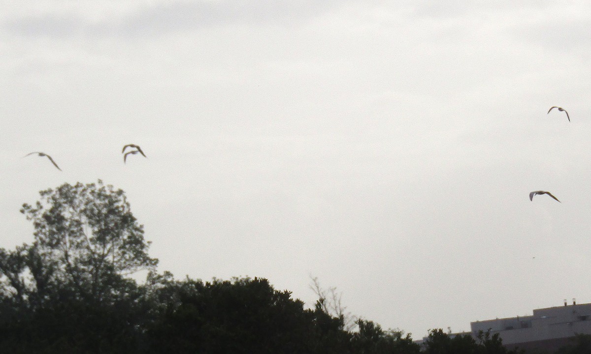 Royal Tern - ML262349281