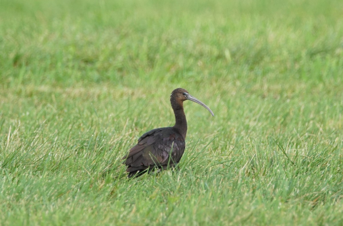 ibis hnědý - ML262349771
