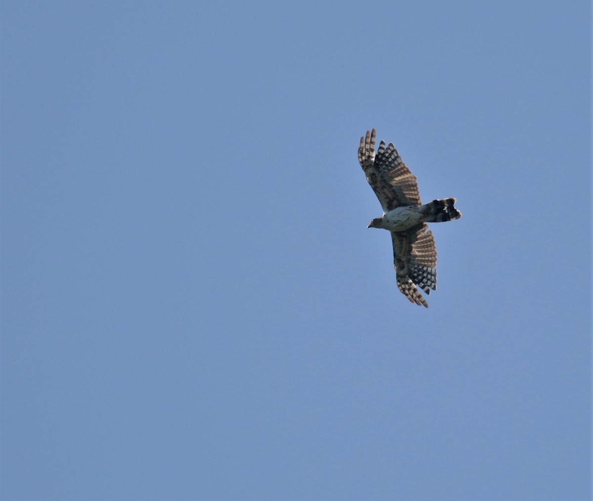 Gray-headed Kite - ML262349921
