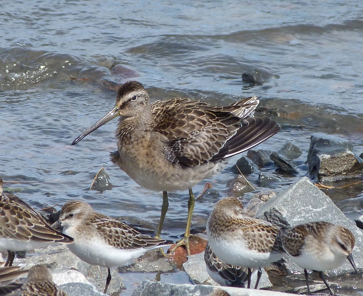 Long-billed Dowitcher - Rick Whitman