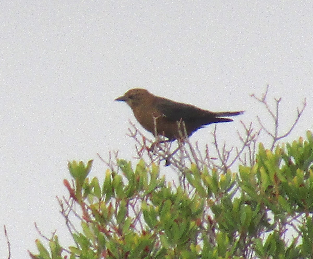 Boat-tailed Grackle - ML262350461