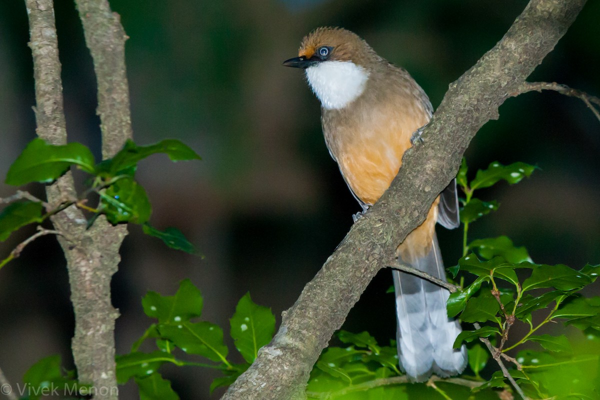 White-throated Laughingthrush - ML262351671