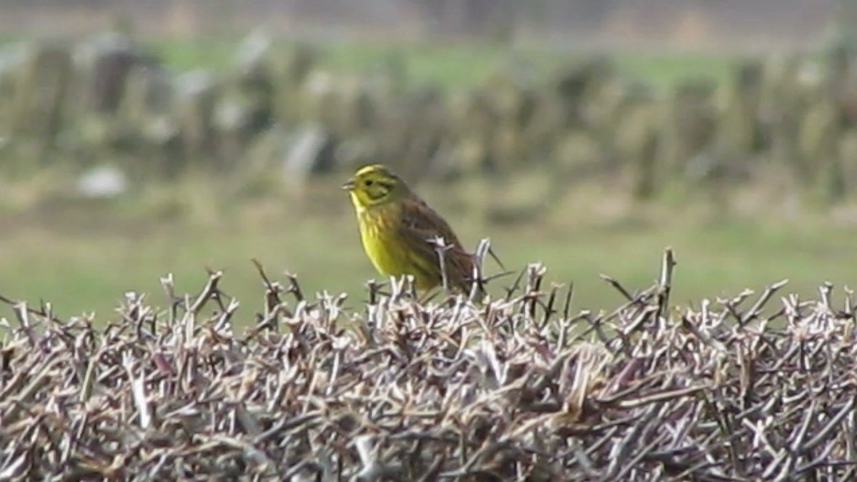 Yellowhammer - Bruce Kerr