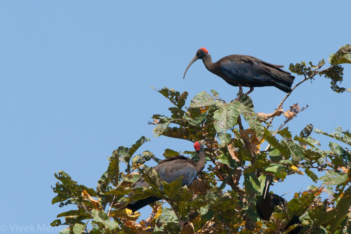 Red-naped Ibis - ML262352491