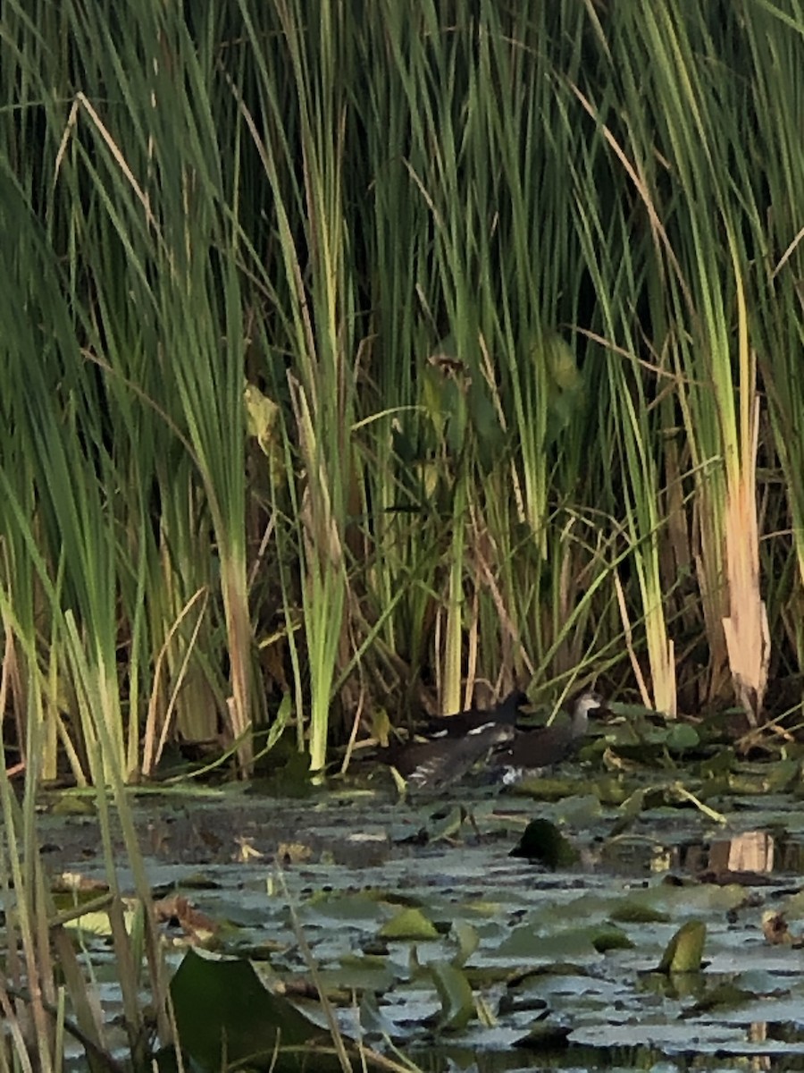 Common Gallinule - ML262352741