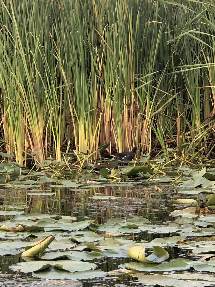 Common Gallinule - ML262352761
