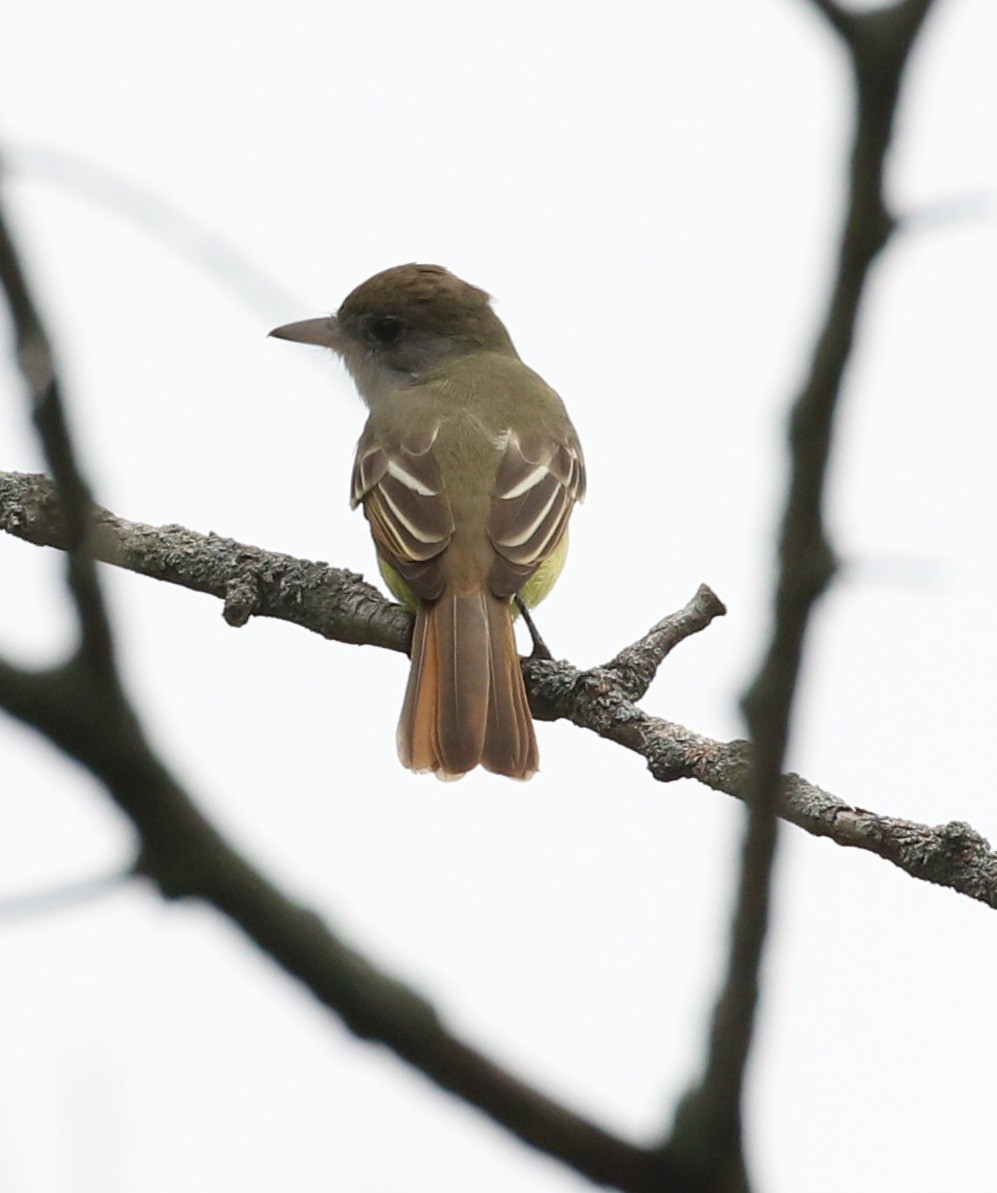 Great Crested Flycatcher - ML262353571