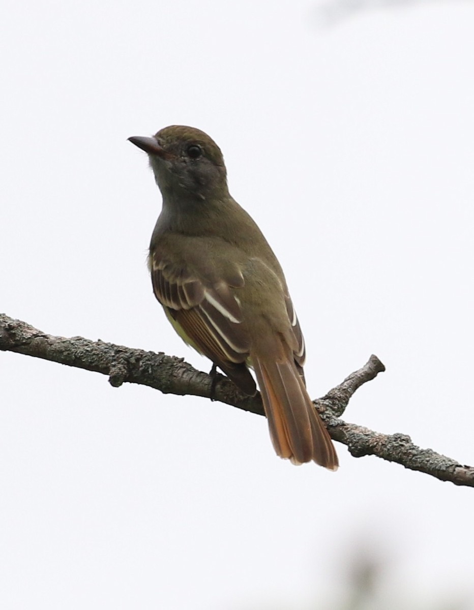 Great Crested Flycatcher - ML262353631