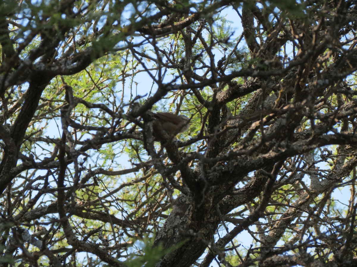 Stripe-crowned Spinetail - ML262355091