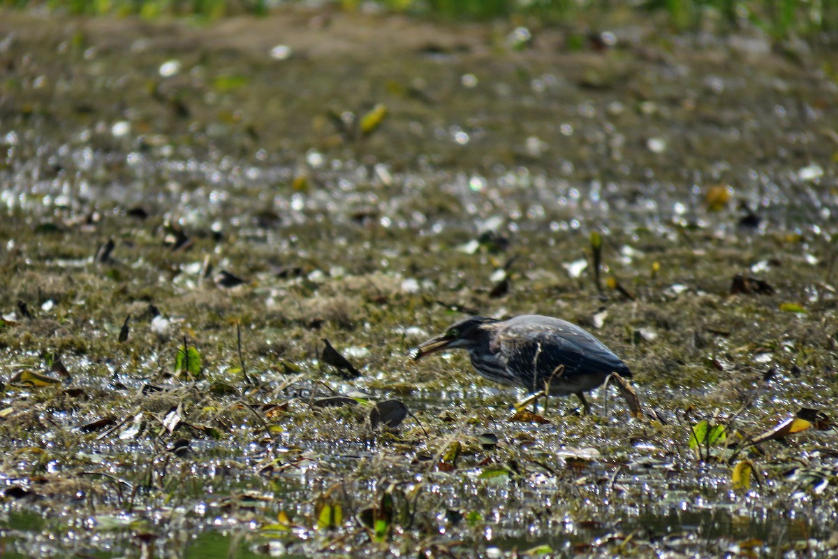 Green Heron - ML262355581