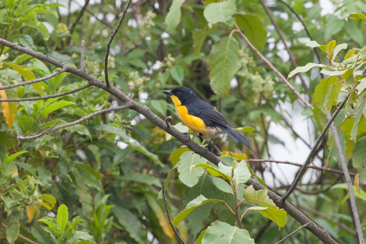 Yellow-breasted Boubou - ML262357271