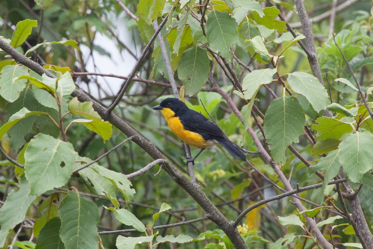 Yellow-breasted Boubou - Simon Colenutt