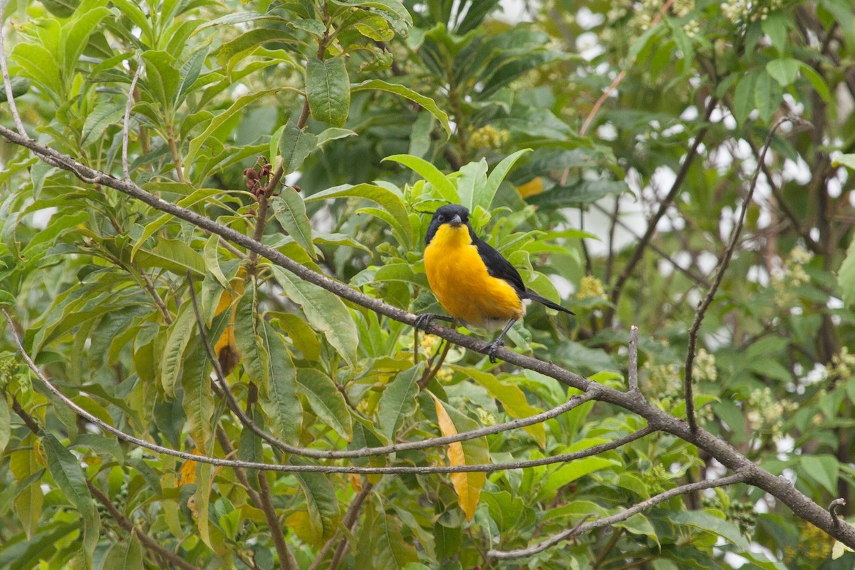 Yellow-breasted Boubou - ML262357291