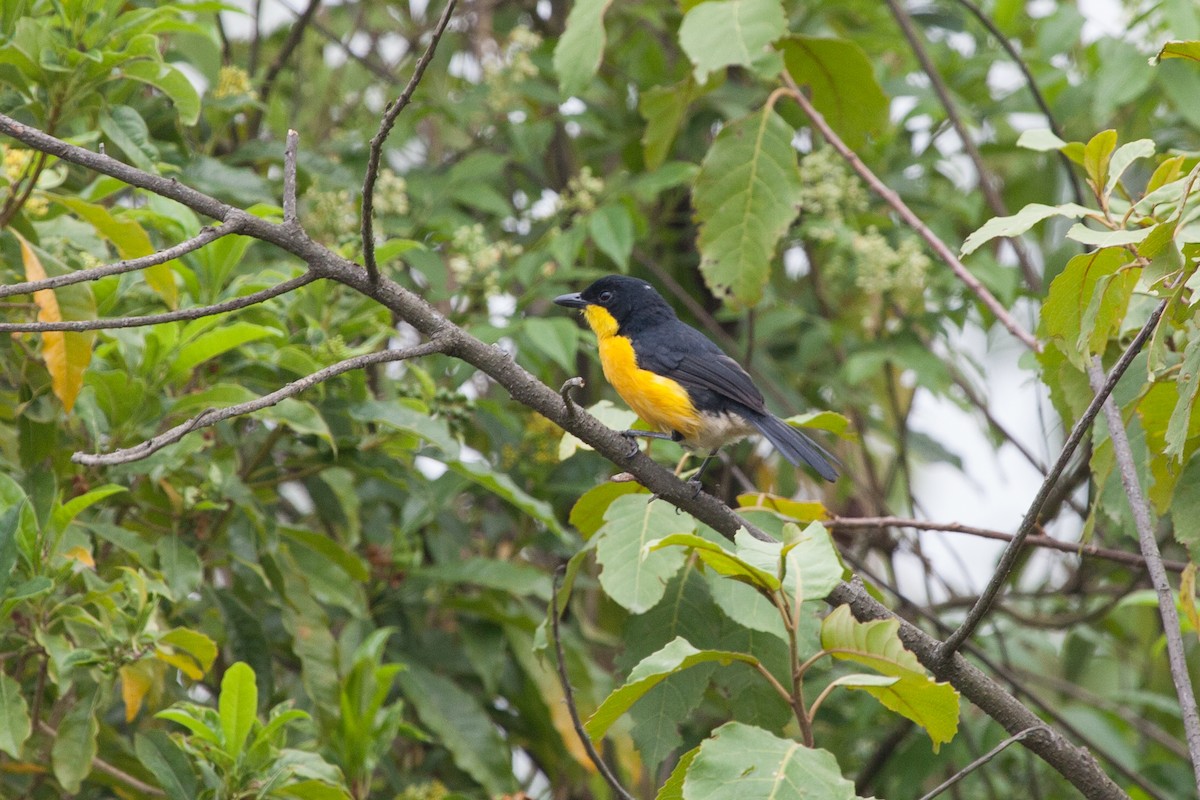 Yellow-breasted Boubou - Simon Colenutt