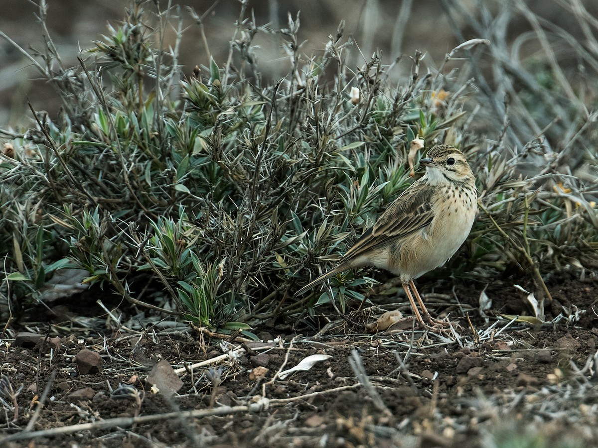 African Pipit (African) - ML262358401