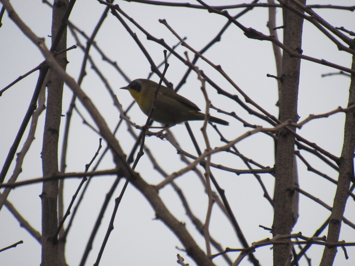 Common Yellowthroat - ML262360451
