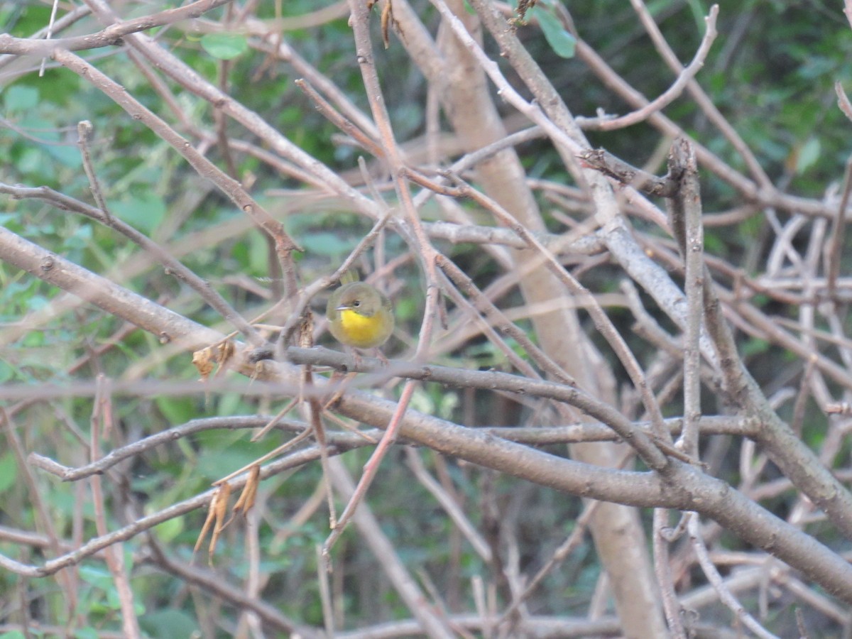 Common Yellowthroat - ML262360481