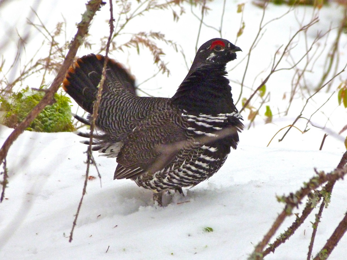 Spruce Grouse - Rick Whitman