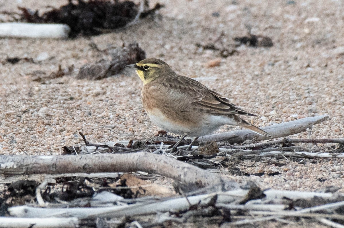 Horned Lark - ML262362311