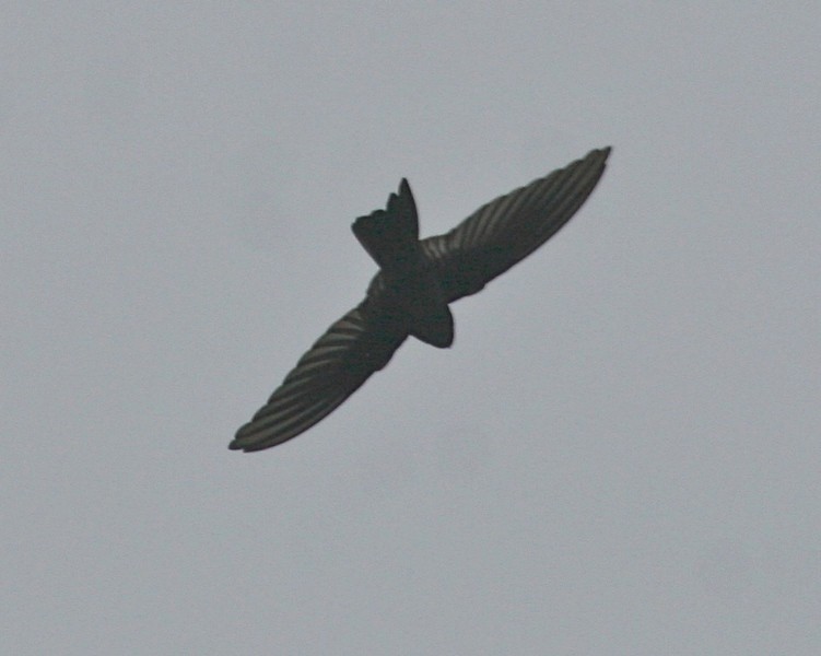 Caroline Islands Swiftlet - ML262362961