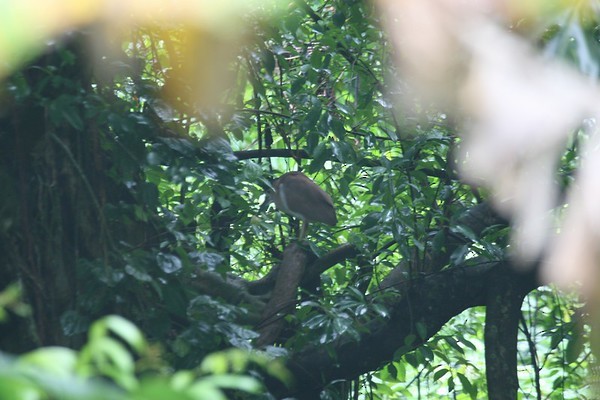 Nankeen Night Heron - ML262362971