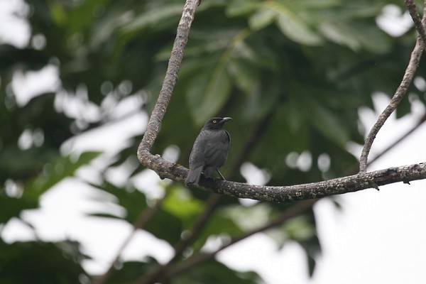 Micronesian Starling - ML262363091