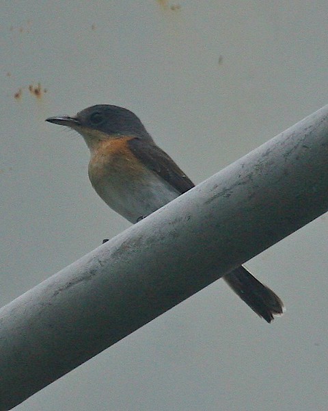 Oceanic Flycatcher - ML262363141