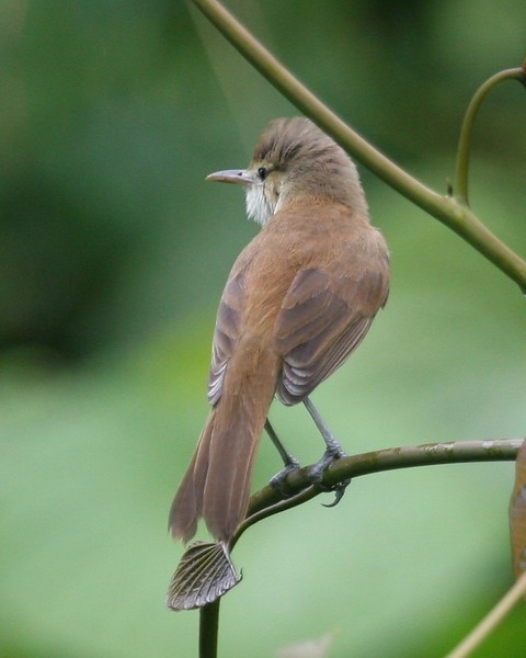 Caroline Reed Warbler - ML262363261