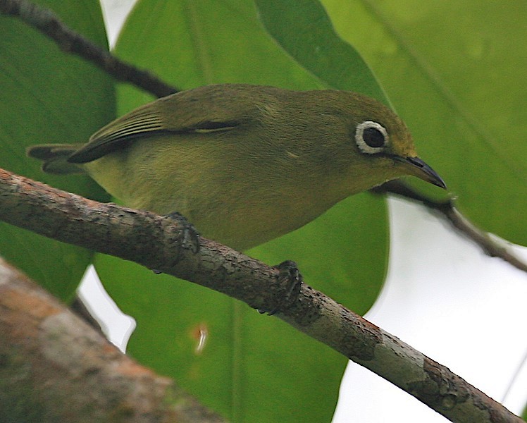 Caroline Islands White-eye - Robert Tizard