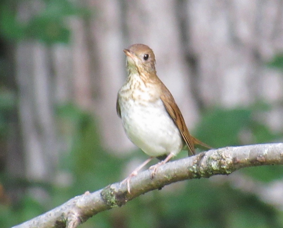 Veery - John Manger