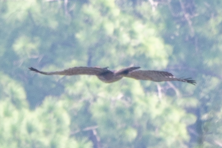 Águila Perdicera - ML262369251