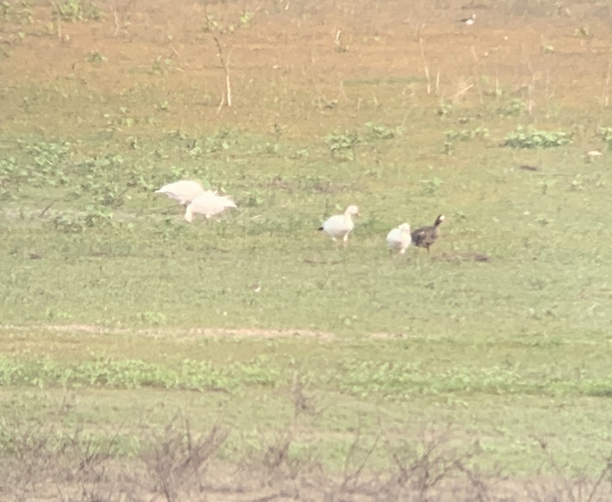 Greater White-fronted Goose - Garrett MacDonald