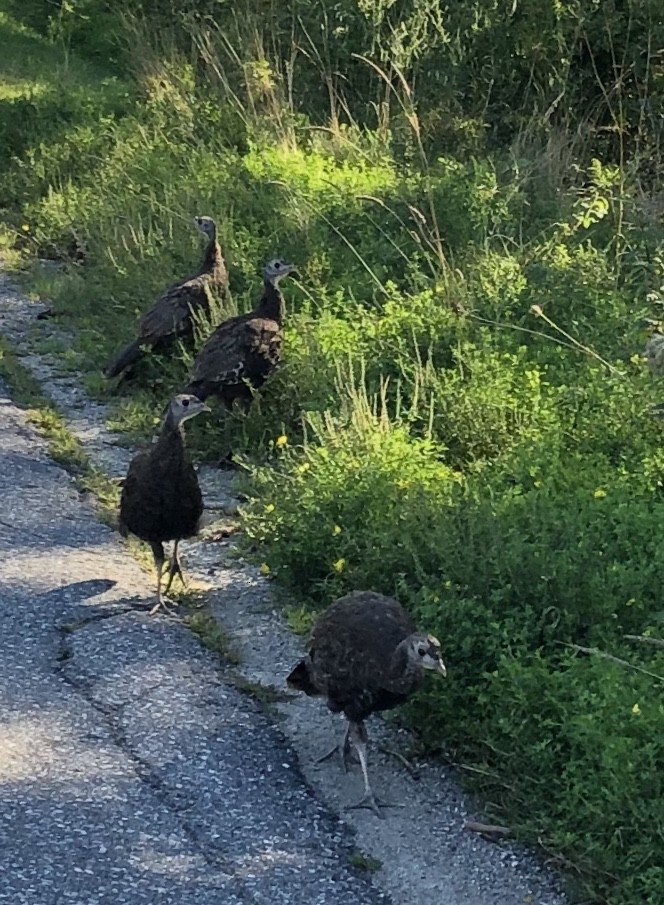 Wild Turkey - ML262370951