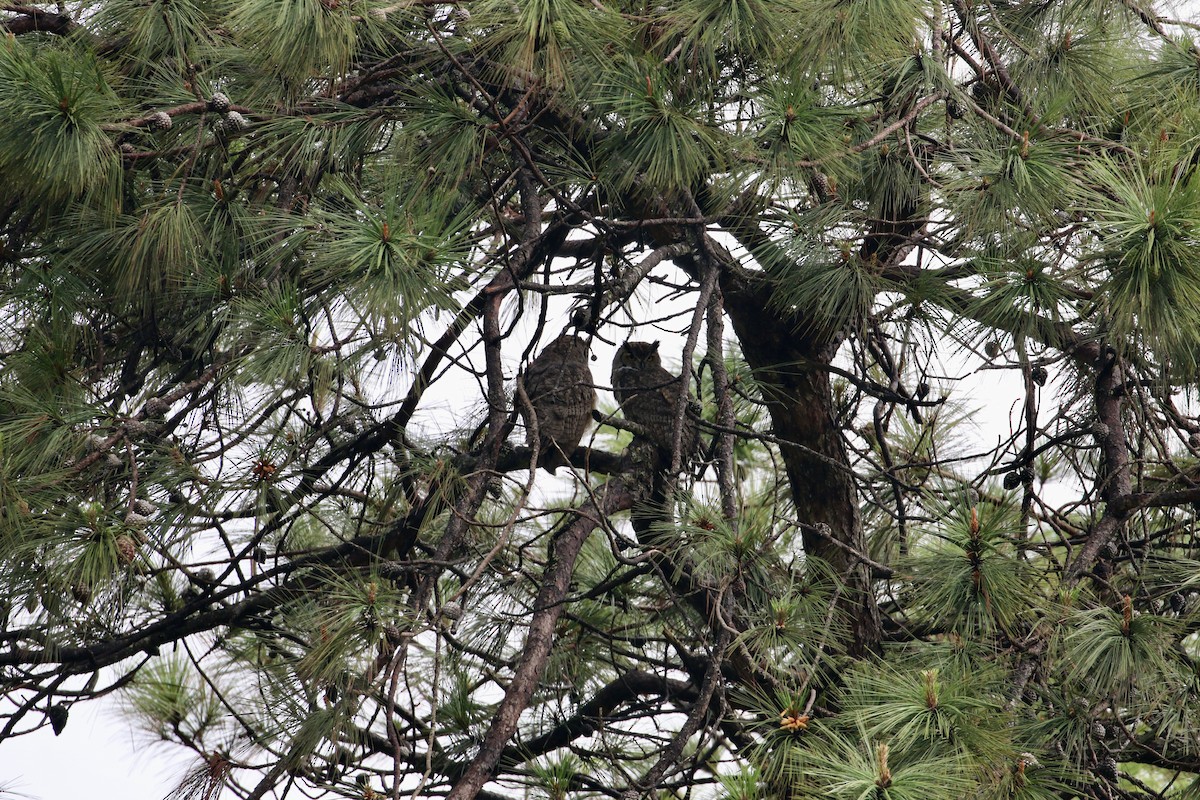 Great Horned Owl - ML262371161