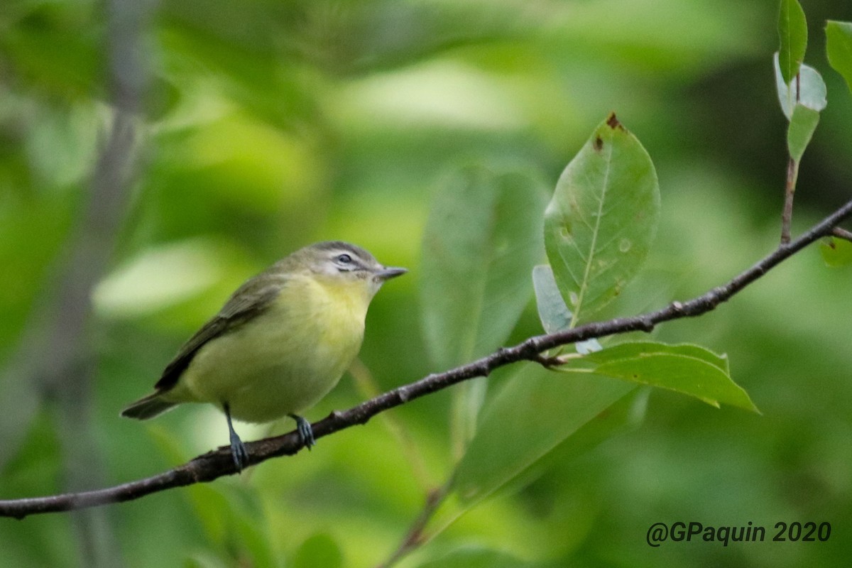 Philadelphia Vireo - Guy Paquin