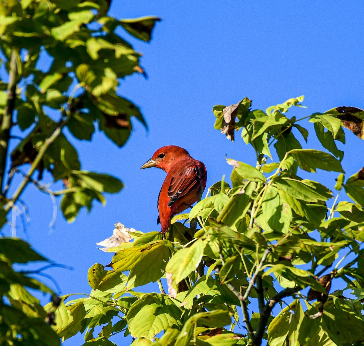 Summer Tanager - ML262373261