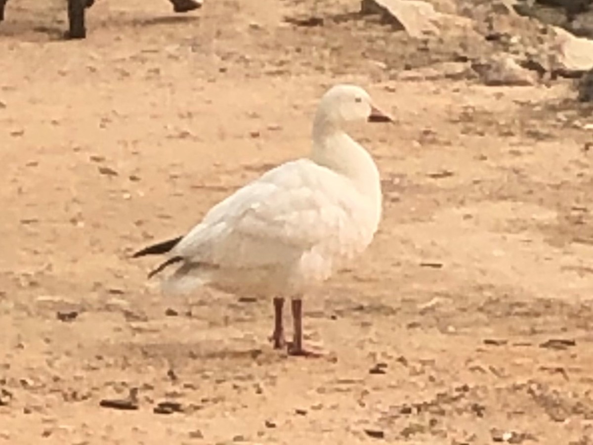 אווז שלג/קנדי - ML262373401