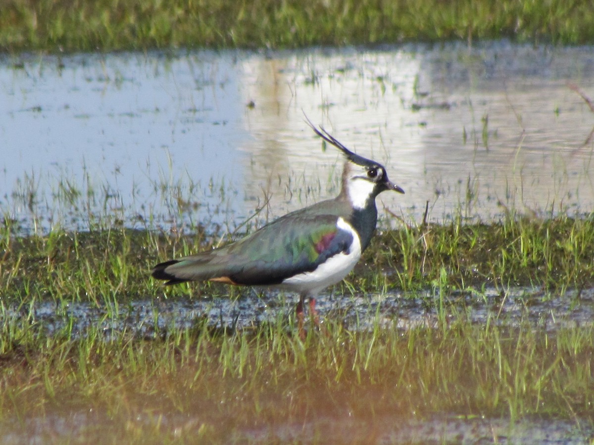 Northern Lapwing - ML26237341