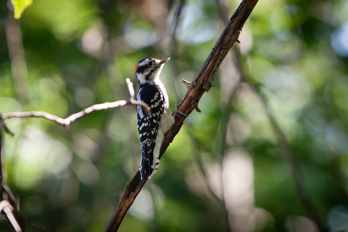 Downy Woodpecker - Jacquelyn Wells