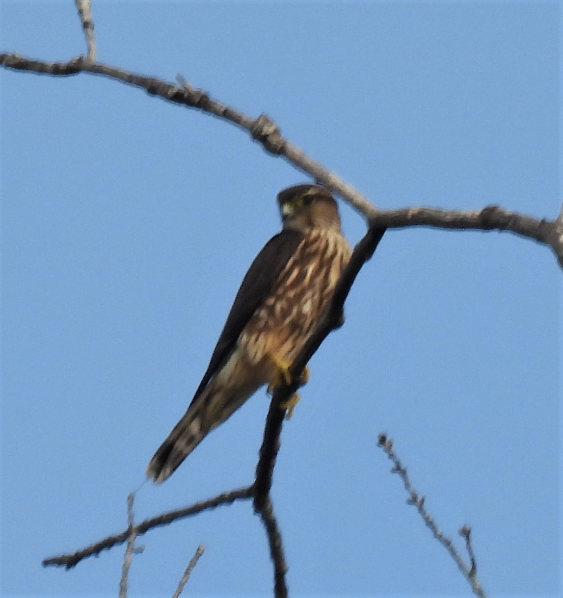 בז גמדי - ML262377021