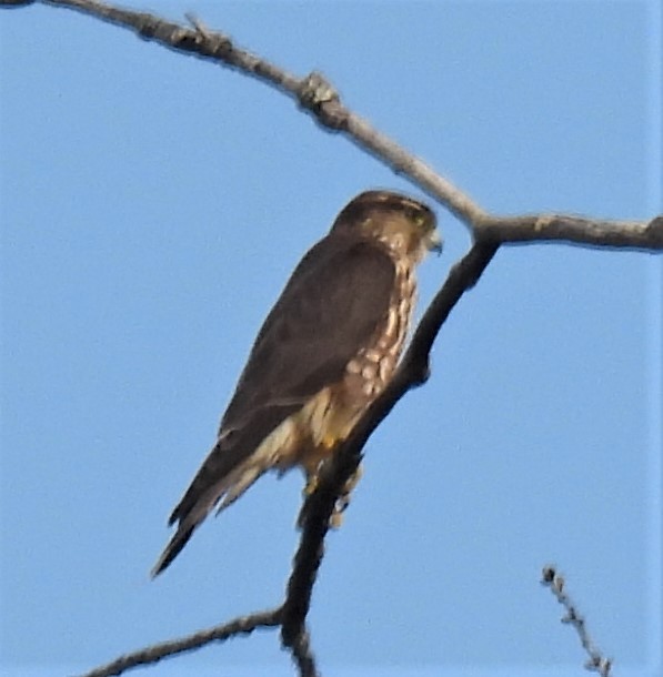 בז גמדי - ML262377081