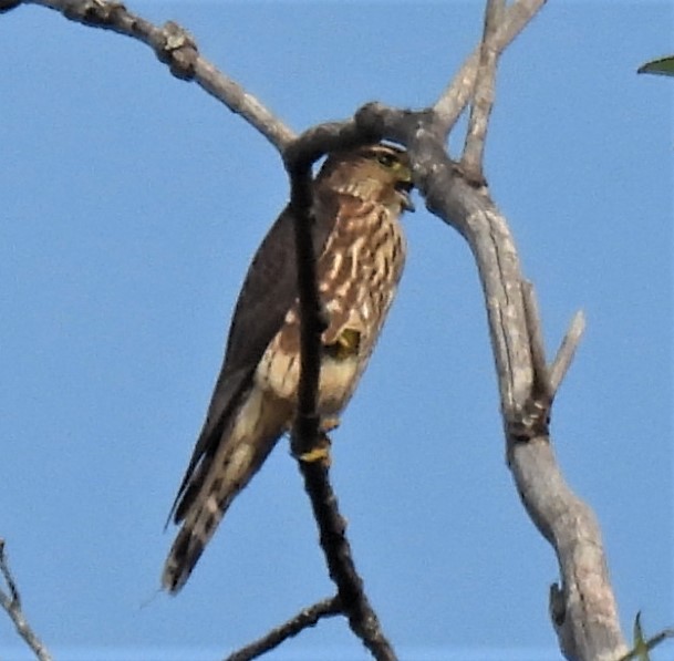 בז גמדי - ML262377131