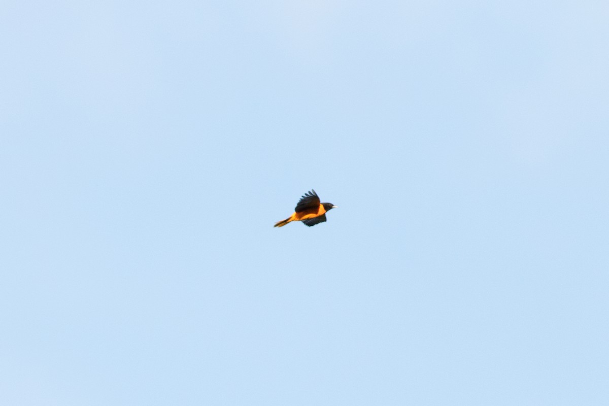 Baltimore Oriole - ML262377311